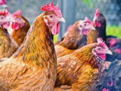 Togo bans poultry imports from six countries