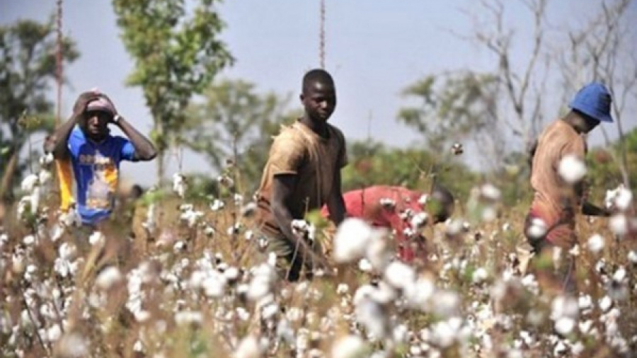 Au Togo, les cotonculteurs optent pour l&#039;agriculture régénérative