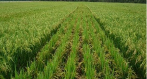 Le Togo va se doter d&rsquo;un plan pour booster l&rsquo;irrigation dans le secteur agricole