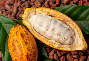Togo:  Agricultural Exports Rise Modestly in 2023, Cocoa Surges as Cotton Slumps