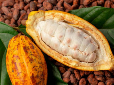 togo-agricultural-exports-rise-modestly-in-2023-cocoa-surges-as-cotton-slumps