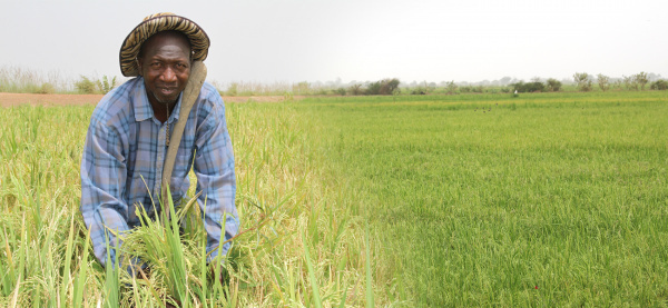 WAAP helps boost corn and rice yields in Togo