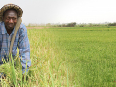 WAAP helps boost corn and rice yields in Togo