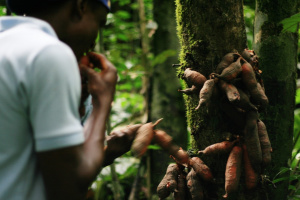 Togo : la contribution des produits forestiers non ligneux &agrave; l&rsquo;&eacute;conomie va augmenter