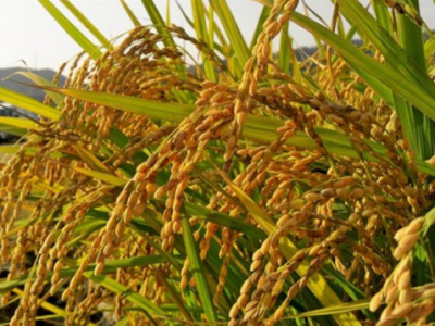 togo-fao-launches-new-project-to-bolster-the-local-rice-sector