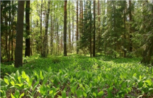 Togo : la FAO lance un appel &agrave; projets pour la restauration foresti&egrave;re dans les Plateaux-Ouest