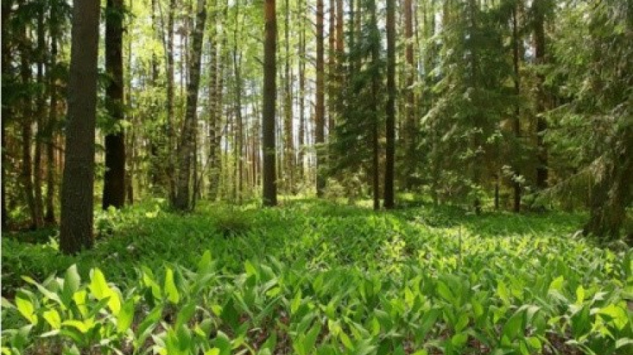 Le Togo se dote d&rsquo;un Centre national de semences foresti&egrave;res pour renforcer sa politique environnementale