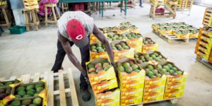 Togo is the second-largest African exporter of organic foods to the European Union