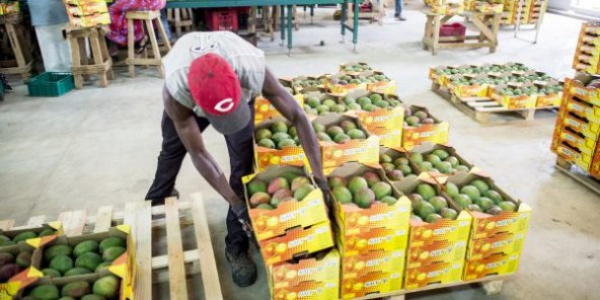 Togo is the second-largest African exporter of organic foods to the European Union