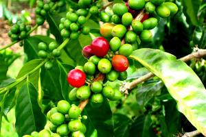 Inter-African Coffee Organization to create special fund could revive Togo&rsquo;s coffee sector