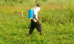 Inclusion financi&egrave;re : classement des r&eacute;gions top b&eacute;n&eacute;ficiaires des cr&eacute;dits accord&eacute;s