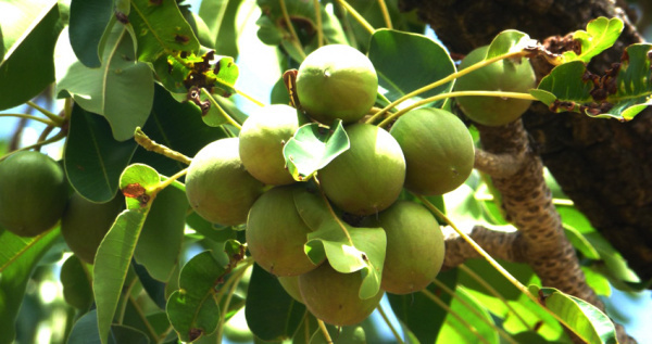 Togo to Invest CFA3.1 Billion in its Shea Sector in 2024-2028
