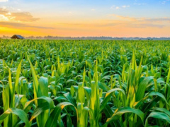 Togo Secures CFA36 Billion for Agricultural Development from Islamic Development Bank