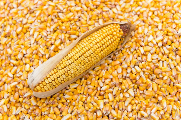 Togo: Food Production Up in 2022