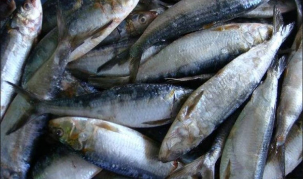 Togo : hausse de 50% des produits de la pêche artisanale en 2022