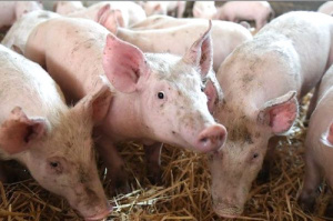 Peste porcine dans le Nord Togo : les mesures du gouvernement&nbsp;