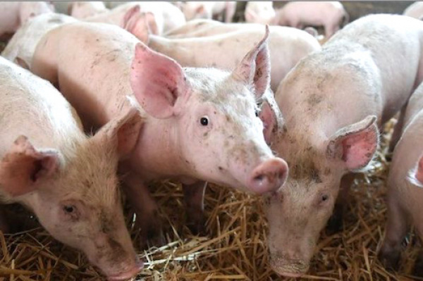 Peste porcine dans le Nord Togo : les mesures du gouvernement 