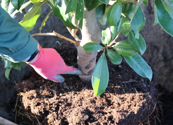 Reboisement : plus de 5 millions d&#039;arbres plantés en 2022, en hausse annuelle de 57 %