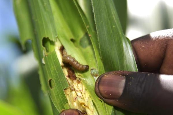 Togo readies to fight fall armyworms