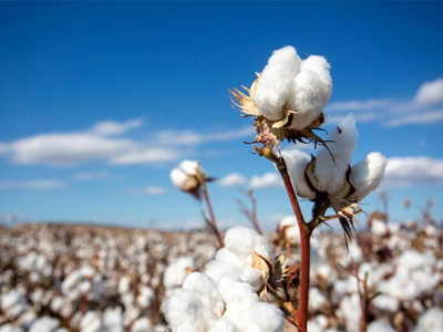 coton-dans-l-ogou-les-producteurs-veulent-emblaver-6000-hectares-pour-la-campagne-2023-2024