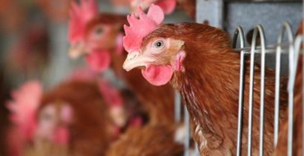 Bird Flu: Togo Fights Back