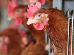 Bird Flu: Togo Fights Back