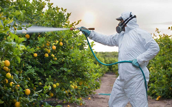 Pesticide Misuse Threatens Togo’s Farm Exports, FAO Warns