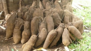 Tuber: Togo Produced 2.51 million Tonnes in 2024, Up 5.5% YoY