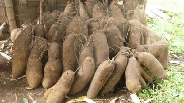 Tuber: Togo Produced 2.51 million Tonnes in 2024, Up 5.5% YoY