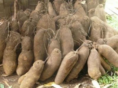 tuber-togo-produced-2-51-million-tonnes-in-2024-up-5-5-yoy