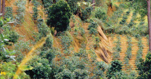 Togo : la FAO recherche un facilitateur national pour le M&eacute;canisme For&ecirc;ts et Paysans