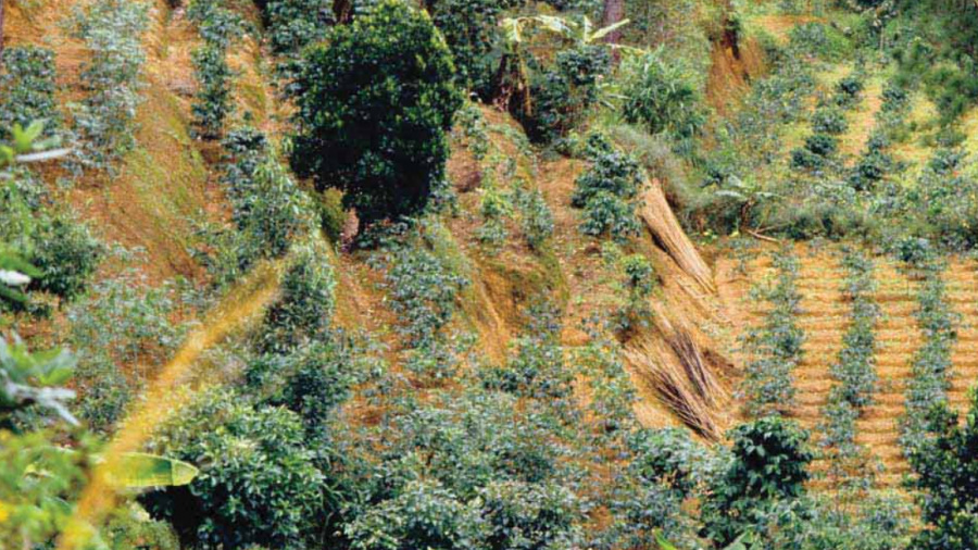 Togo : la FAO recherche un facilitateur national pour le Mécanisme Forêts et Paysans
