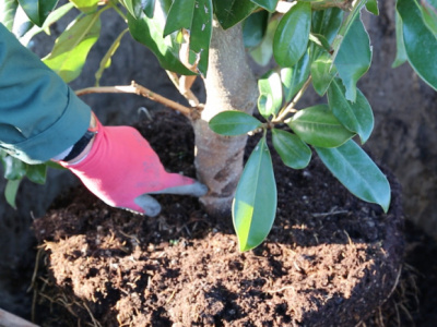 togo-more-than-5-million-trees-planted-in-2022-under-the-reforestation-strategy