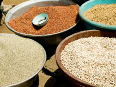 Prices of cereals should remain stable in the coming months