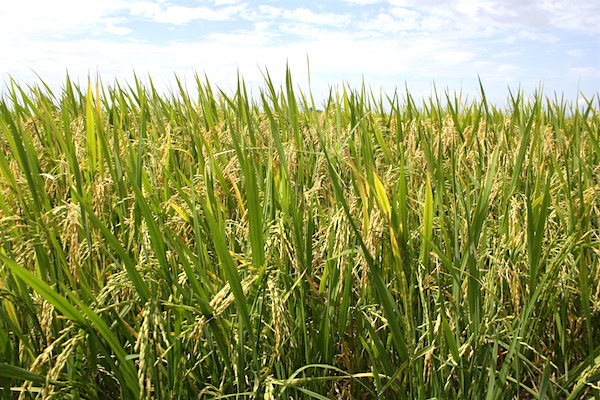 Le Mécanisme Incitatif de Financement Agricole (Mifa) passe à la vitesse supérieure  