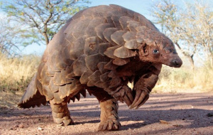 Le Fonds fran&ccedil;ais pour l&rsquo;environnement mondial (FFEM) recherche des projets locaux pour son Programme de petites initiatives