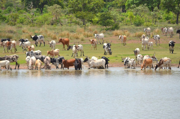 Au Togo, le sous-secteur de l’élevage contribue à hauteur de 6,73% du PIB