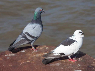 urban-pigeons-found-to-harbor-drug-resistant-bacteria-in-togo