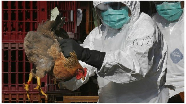 Le Togo se dote d&#039;un nouveau plan de lutte contre la grippe aviaire