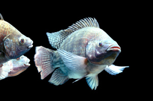 Virus de lac du Tilapia : le Togo interdit l'importation du poisson sur son territoire