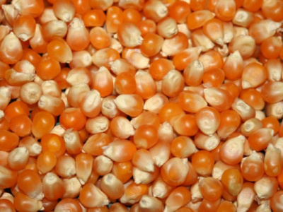 grain-togo-maintained-an-upward-dynamic-with-an-output-of-1-433-million-mt-in-2022