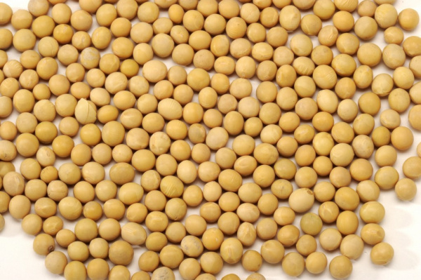 ITRA to supply soybean seeds to the PIA for the 2021-2022 season