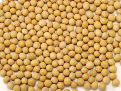 ITRA to supply soybean seeds to the PIA for the 2021-2022 season