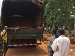 Government purchases tomato stock from local farmers, as Nigeria closes border with Benin