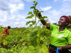 UNDP Togo raised over $2.5M from its partners in 2021