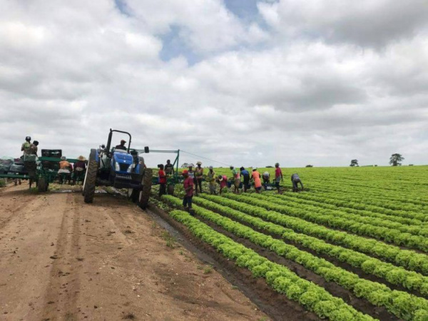 Togo’s govt plans PPPs to develop agricultural processing areas