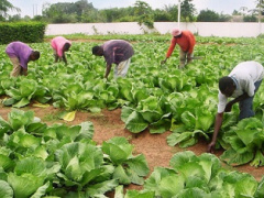 AfDB, Togo discuss ways to improve SME/SMIs’ access to agricultural loans
