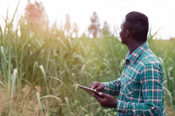 Togo : le ministère de l’Agriculture lance une plateforme d&#039;E-learning