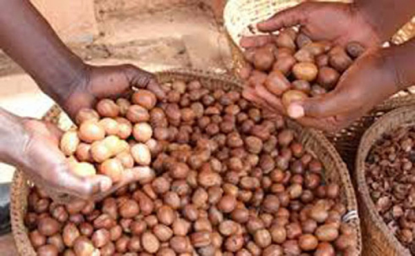 Togo to benefit from a $3.6mln regional program launched by the Global Shea Alliance, GSA