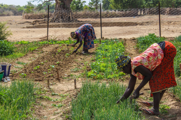 Changements climatiques: les résultats attendus du projet R4C- Togo